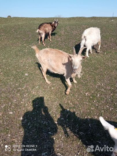 Продам коз и козлят