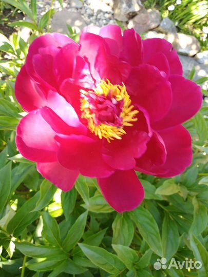 Астильба, пионы, клематис