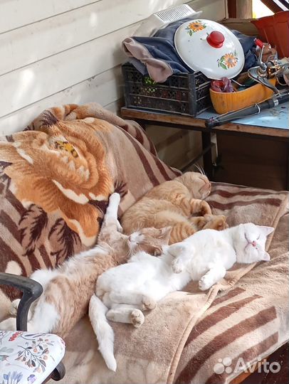 Коты от мамы турецкая ангора