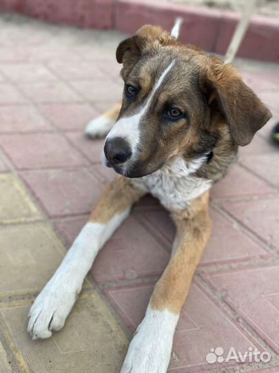 Передержка мелких собак