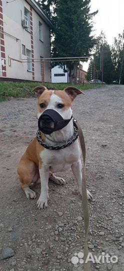 Кобель для вязки