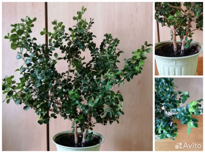 Алоэ детки Толстянка денежное дерево