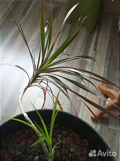 Пальма драцена