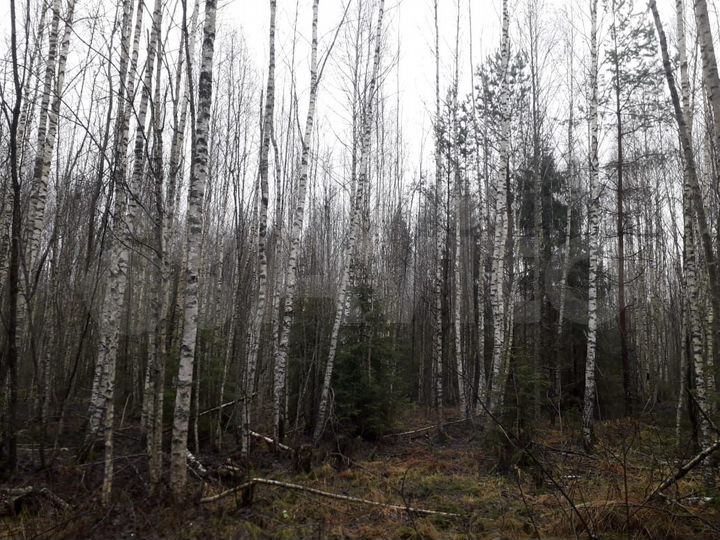 Участок 9,8 сот. (СНТ, ДНП)