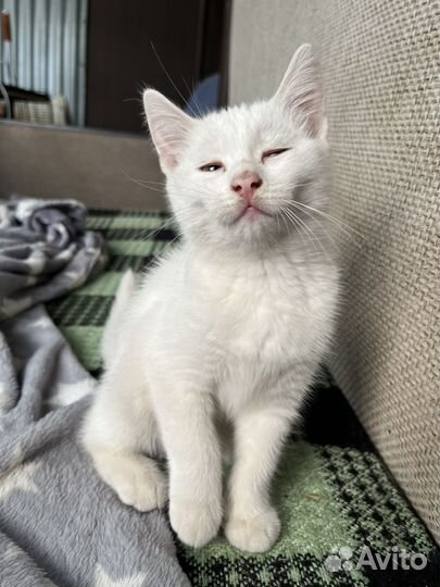 Отдам в добрые руки, два кота