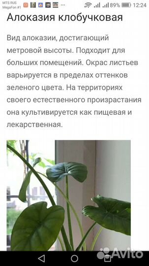 Комнатные цветы алоказия