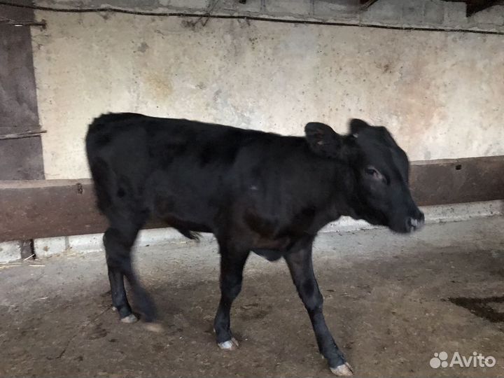 Бычок абердин