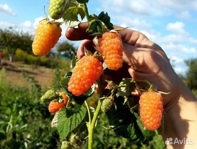 Малина оранжевое чудо, смородина, крыжовник