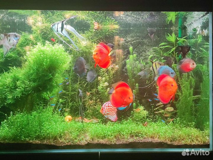 Аквариумные растения