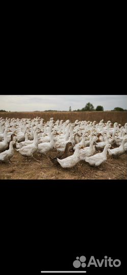 Фермерское хозяйство Честная ферма