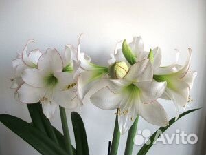 Лилии