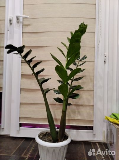 Комнатные растения