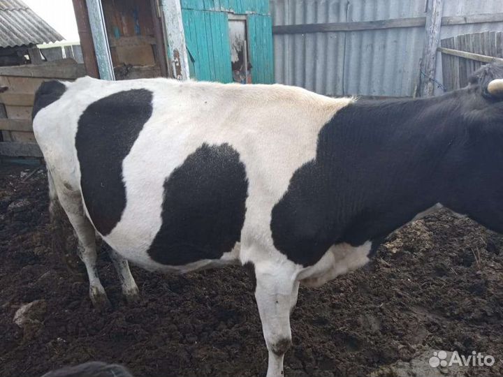 Корова дойная