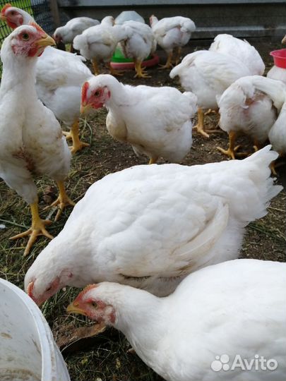 Бройлеры,гусята, утята, индюшата