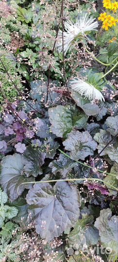 Многолетние цветы