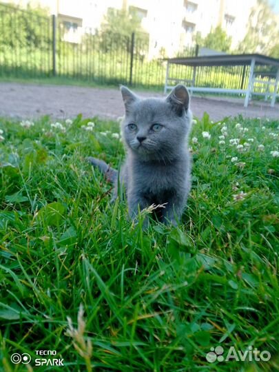 Британские котята