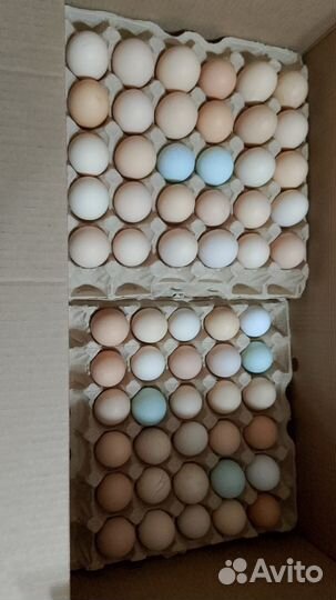 Инкубационное яйцо кур