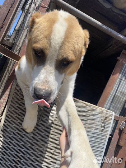 Ищем невесту (среднеазиатская овчарка)