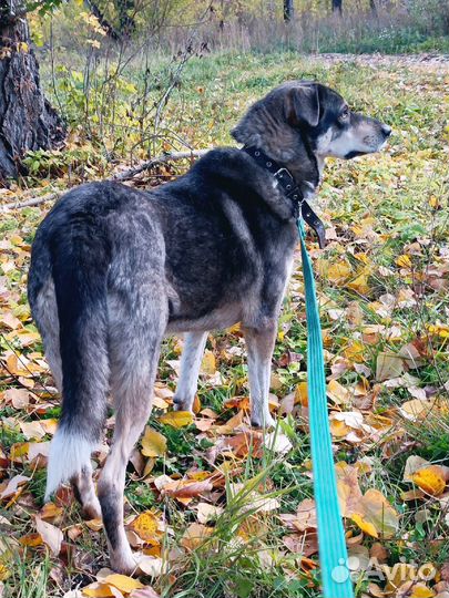 Собака Грета