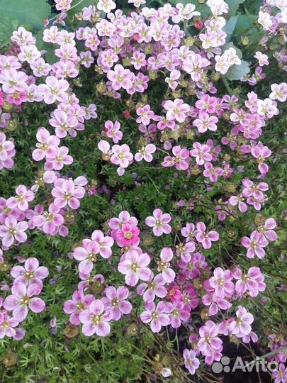 Камнеломка розовая