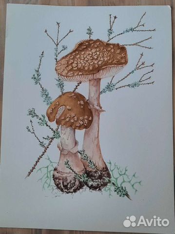 Ботаничекая иллюстрация. Акварель. Мухоморы