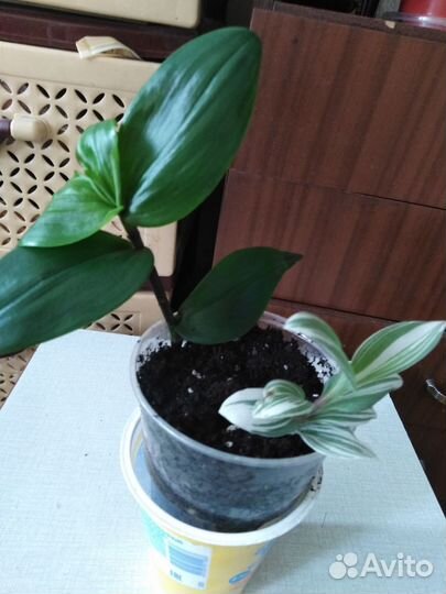 Комнатные цветы и их отростки