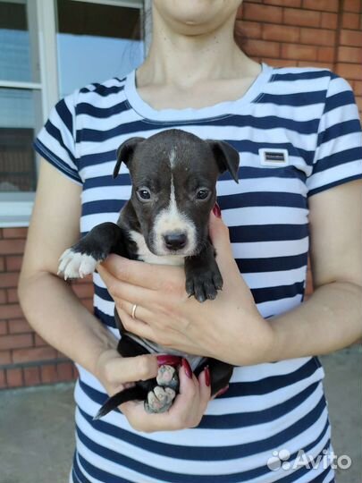 Щенки американского питбуля