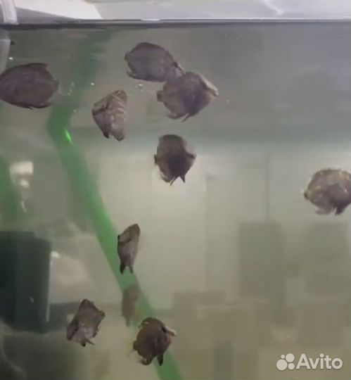 Малек уару клинопятнистый, 3-4 см