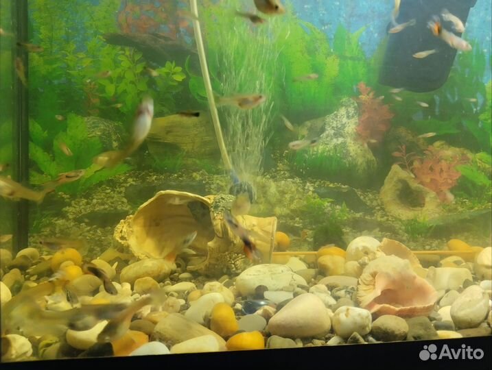 Рыбки гуппи