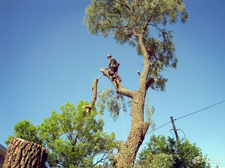 Спил деревьев