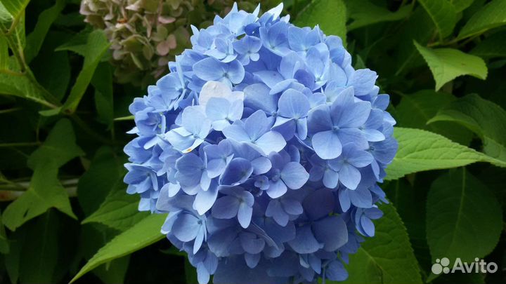 Гортензия крупнолистная