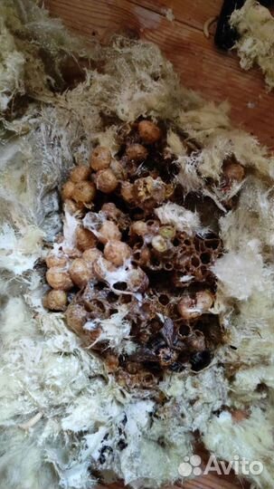 Дезинсекция Дезинфекция Дератизация Тараканов Клоп