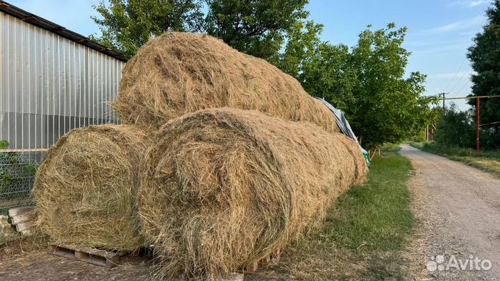 Продам сено в рулонах