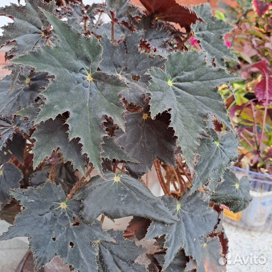 Пальма, Гибискус комнатные растения