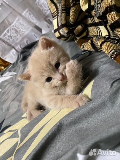 Котенок (мальчик ) в добрые руки