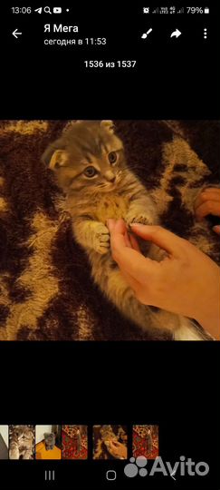 Шотландская вислоухая кошка