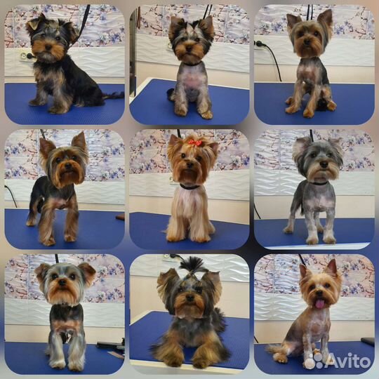 Груминг. Экспресс линька. Стрижка собак и кошек