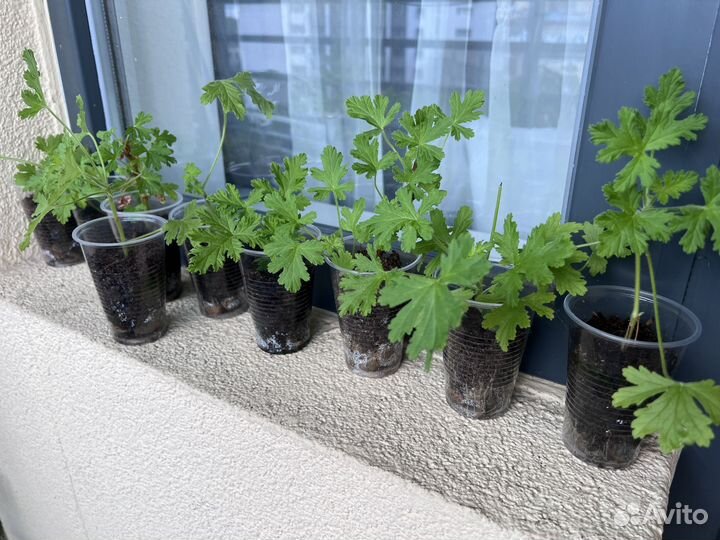 Герань душистая лечебная