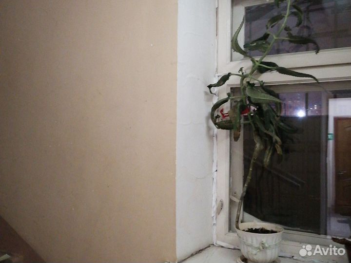 Комнатные цветы