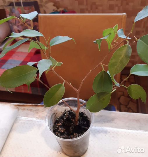 Разные комнатные цветы