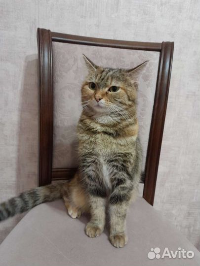 В добрые руки