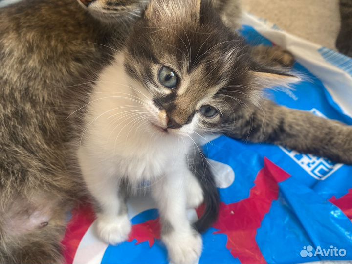 Котятки от кошки мышеловки