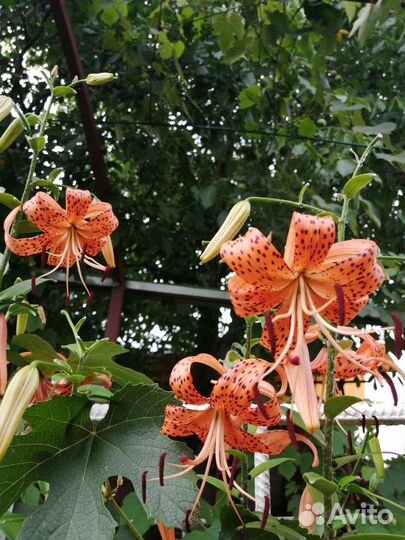 Лилия тигровая луковицы
