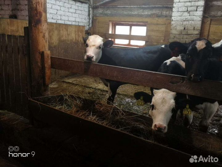 Телята Швицкой породы и др