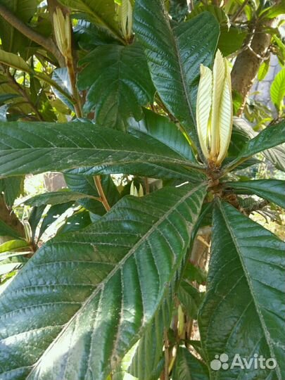 Японская мушмула