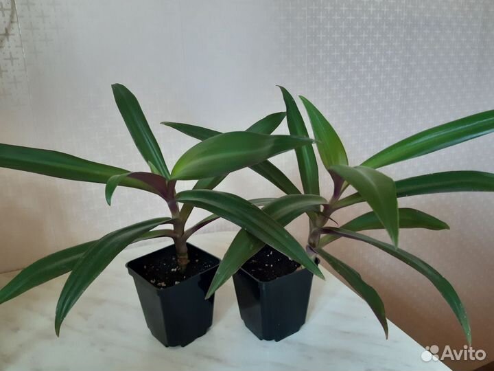 Комнатные растения