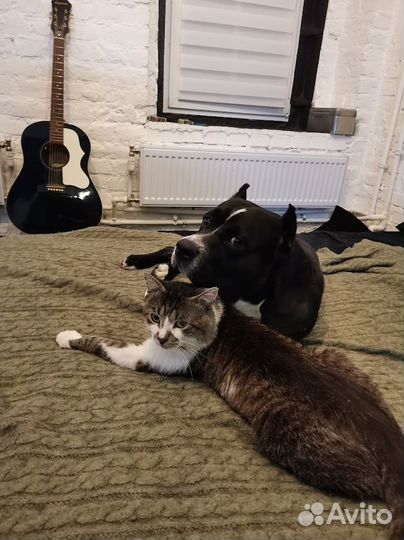 Амстафф вязка