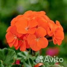 Герань пеларгония