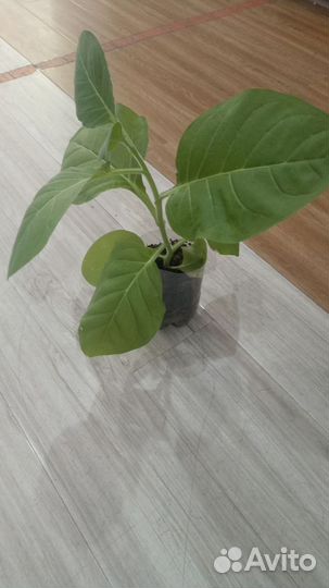 Рассада табака