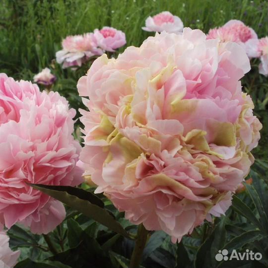 Пионы для весенней посадки. Большой выбор сортов